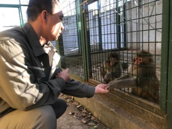 城里为何“猴出没”？把猕猴当宠物，不合法