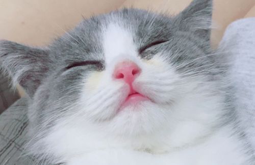 科学养幼猫，小猫成长指南！