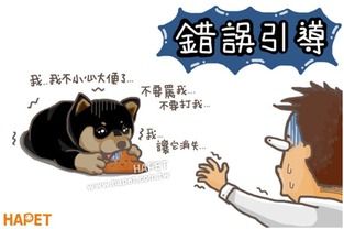 狗狗营养关键，科学喂养是关键
