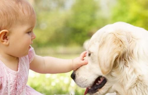 养犬攻略:宠物犬如何养出幸福感?