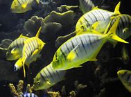 水族宠物吃什么?