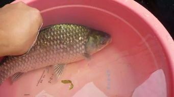 鱼饲料：上浮or下沉？选对，鱼儿更健康！
