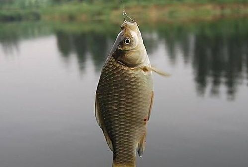 鱼饲料：上浮or下沉？选对，鱼儿更健康！