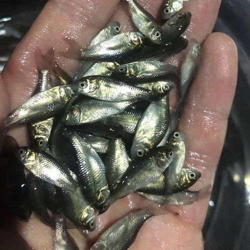 宠物鱼过量摄食饲料,如何巧妙应对?