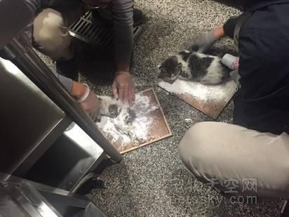 猫咪被粘鼠板粘住怎么办？分享一种超级简单的方法