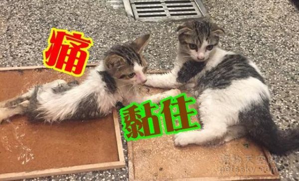 猫咪被粘鼠板粘住怎么办？分享一种超级简单的方法