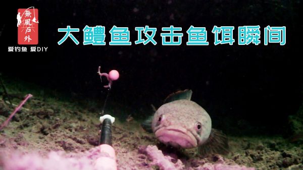 大鳢鱼攻击鱼饵，瞬间吸入咬住不放，想吐钩却被牢牢钩住
