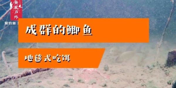 无风户外：成群的鲫鱼地毯式吃饵，这样的鱼能钓上来吗？