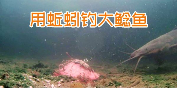 用蚯蚓钓大鲶鱼，效果出乎意料，令人感慨：我太难了