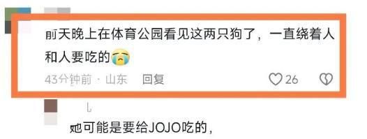 常投喂流浪狗的大哥找到悬赏5万的狗 全城热浪下的温馨结局