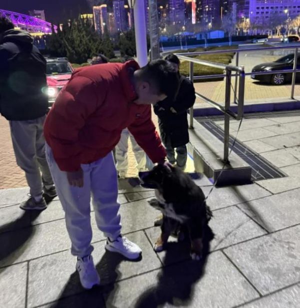 常投喂流浪狗的大哥找到悬赏5万的狗 全城热浪下的温馨结局