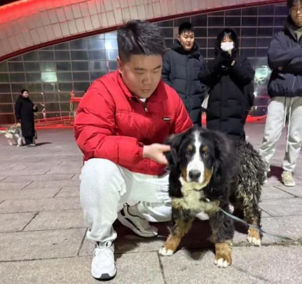 常投喂流浪狗的大哥找到悬赏5万的狗 全城热浪下的温馨结局