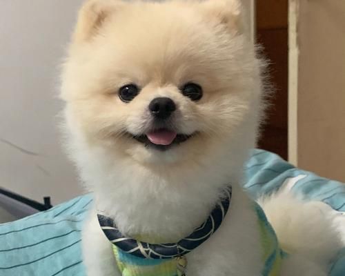 博美狗狗肥胖带来的健康危害（宠物的健康也需要关注）