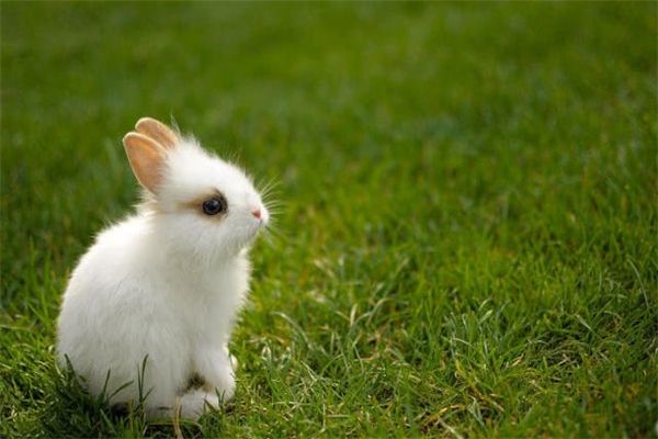 猫咪家长需求了解的美容知识