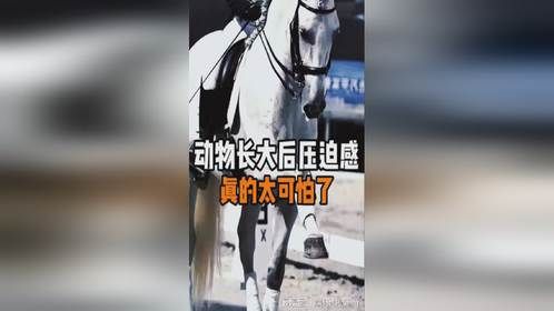 动物长大后的压迫感，震惊了知识