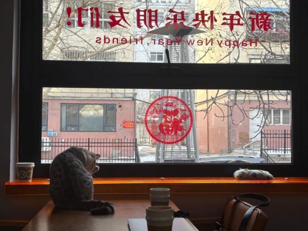 李晚义经常在咖啡厅和小猫一起发呆。图源：每日人物摄