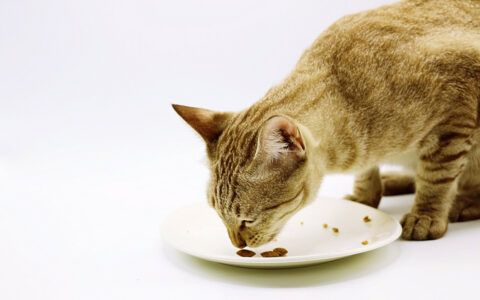 猫咪能吃多少碳水化合物？影响健康的关键因素