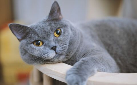 蓝猫寿命一般多少年？延长蓝猫寿命的科学喂养方法