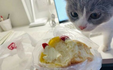 猫咪无法感知甜味，但为什么它们喜欢甜食？