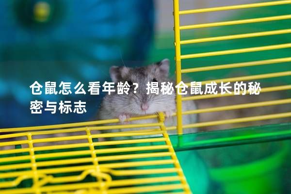 仓鼠怎么看年龄？揭秘仓鼠成长的秘密与标志