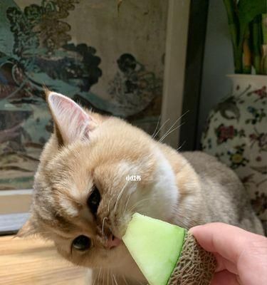 猫咪需要吃哪些营养品？如何选择合适的猫咪营养补充品？