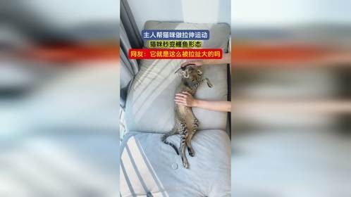 主人帮猫咪做拉伸运动，猫咪秒变鳗鱼形态，网友：它就是这么被拉扯大的吗