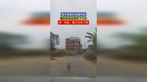 狗子突然拦在路中间，随后拐弯处就来了大车，狗：别急，看大车来了吧