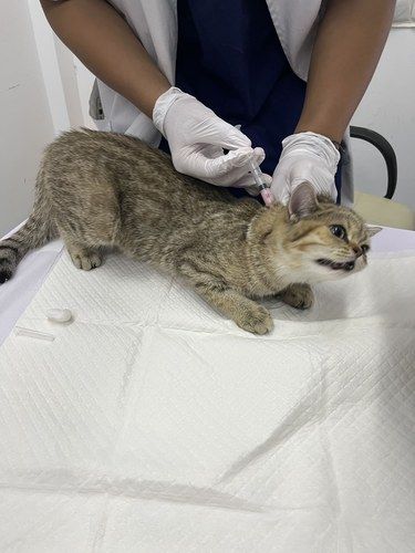 猫咪疫苗日常～
