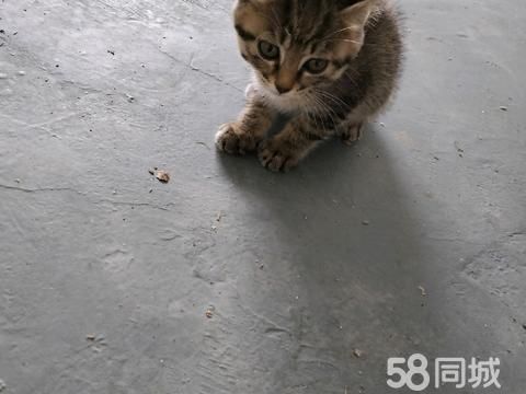 襄阳宠物赠送/领养·自家猫产的一窝小猫咪，乖巧可爱很会吃，机灵短小讨人爱，虎斑小狸花，有喜