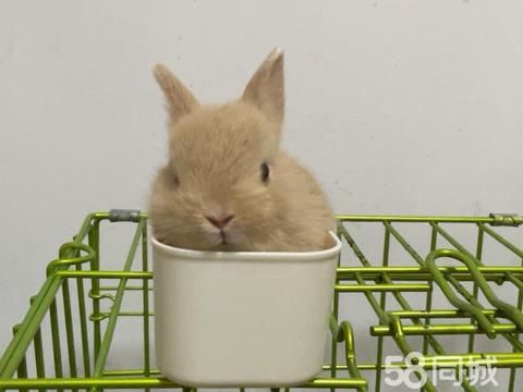 襄阳宠物赠送/领养·买兔子送猫包，养不起了