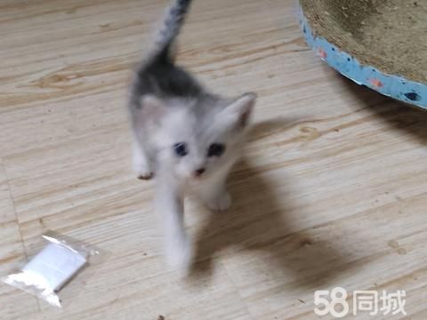 襄阳宠物赠送/领养·银渐层串儿求领养！！！