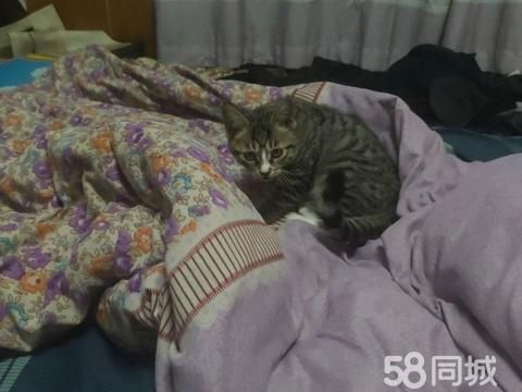 丹东宠物赠送/领养·送猫