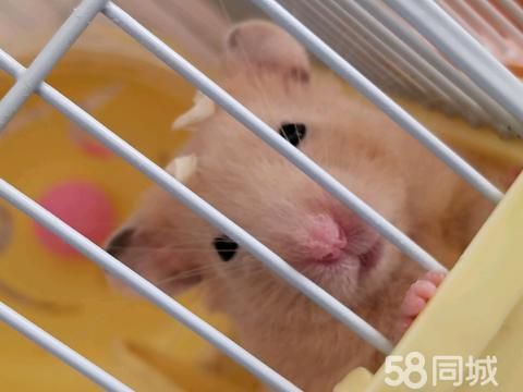 丹东宠物赠送/领养·金丝熊