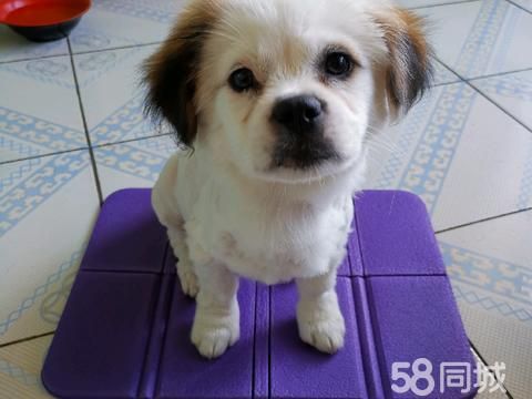 丹东宠物赠送/领养·爱狗人士
