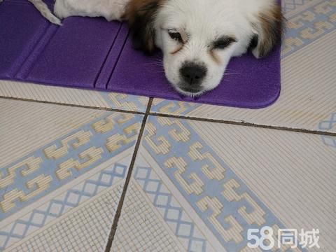 丹东宠物赠送/领养·爱心人士收养