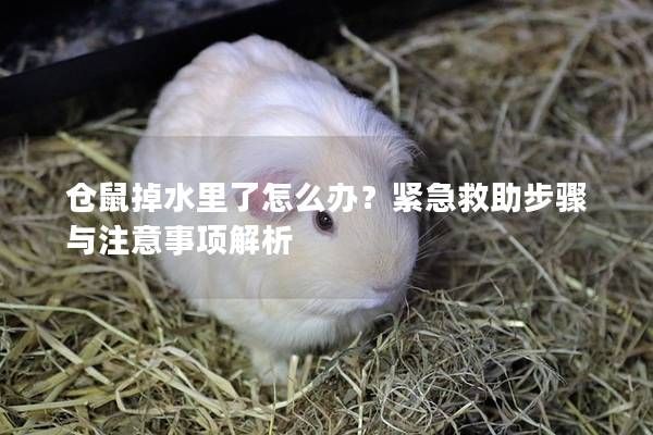 仓鼠掉水里了怎么办？紧急救助步骤与注意事项解析