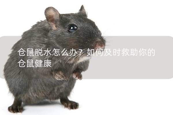 仓鼠脱水怎么办？如何及时救助你的仓鼠健康