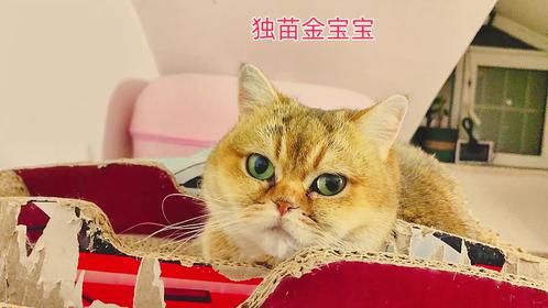 捡来的小三花被大猫欺负仍无所畏惧，直播后露脸少的猫再补补镜头