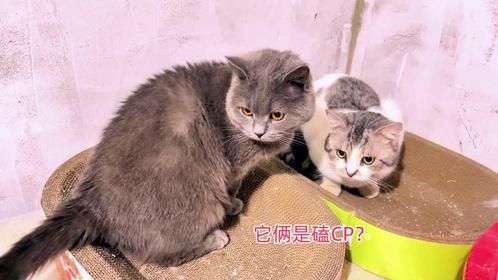 谁能看得懂？它们俩是打架呢？还是打情骂俏呢？