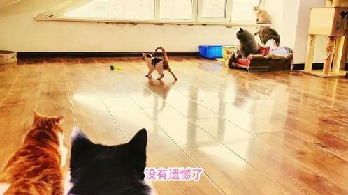 捡来的三花小奶猫成为全场的焦点，它玩起来太拼了