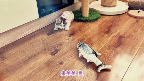 给捡来的三花小奶猫送去一条鱼，你胆子不挺大吗？咋这反应？
