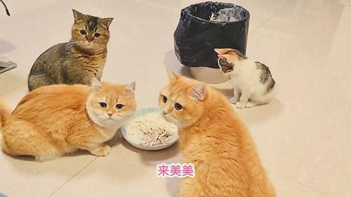 大猫们吃冻干，捡来的三花小奶猫不吃还捣乱，这个小家伙太二了
