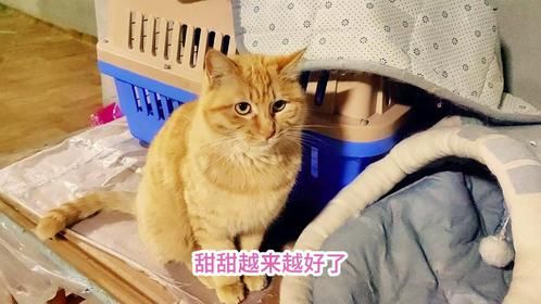 两只后来毛坯房过冬的流浪猫，北京来的越混越熟，另一只不敢出屋