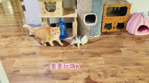 捡来的三花小奶猫和大猫们一起追逐粉丝买的电动玩具，它真开心啊