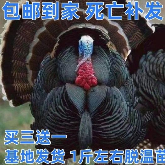 一斤火鸡巨型活体火鸡尼古拉青铜脱温苗火鸡巨型贝蒂娜火鸡批发价