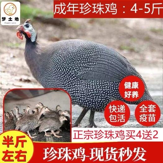 纯种珍珠小鸡活苗幼苗珍珠鸡半斤幼仔活禽活体散养批发包邮