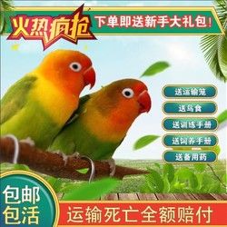 鹦鹉宠物虎皮观赏鸟活物鸟