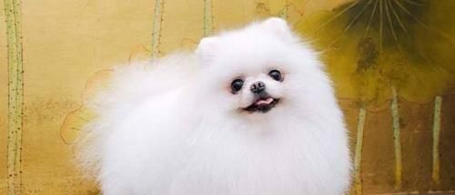 犬用湿粮怎么给狗狗吃？正确喂食方法和注意事项是什么？