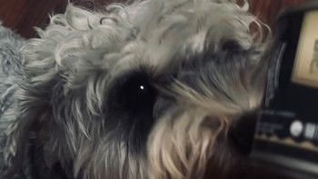 麦富迪宠物狗狗罐头。