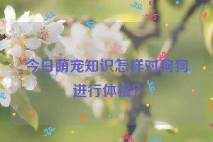 今日萌宠知识怎样对狗狗进行体检？